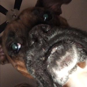 Meet your Posher, Annie